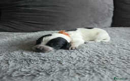 Sprocker dogs for sale: Sprocker Spaniel Puppies  - Image 8