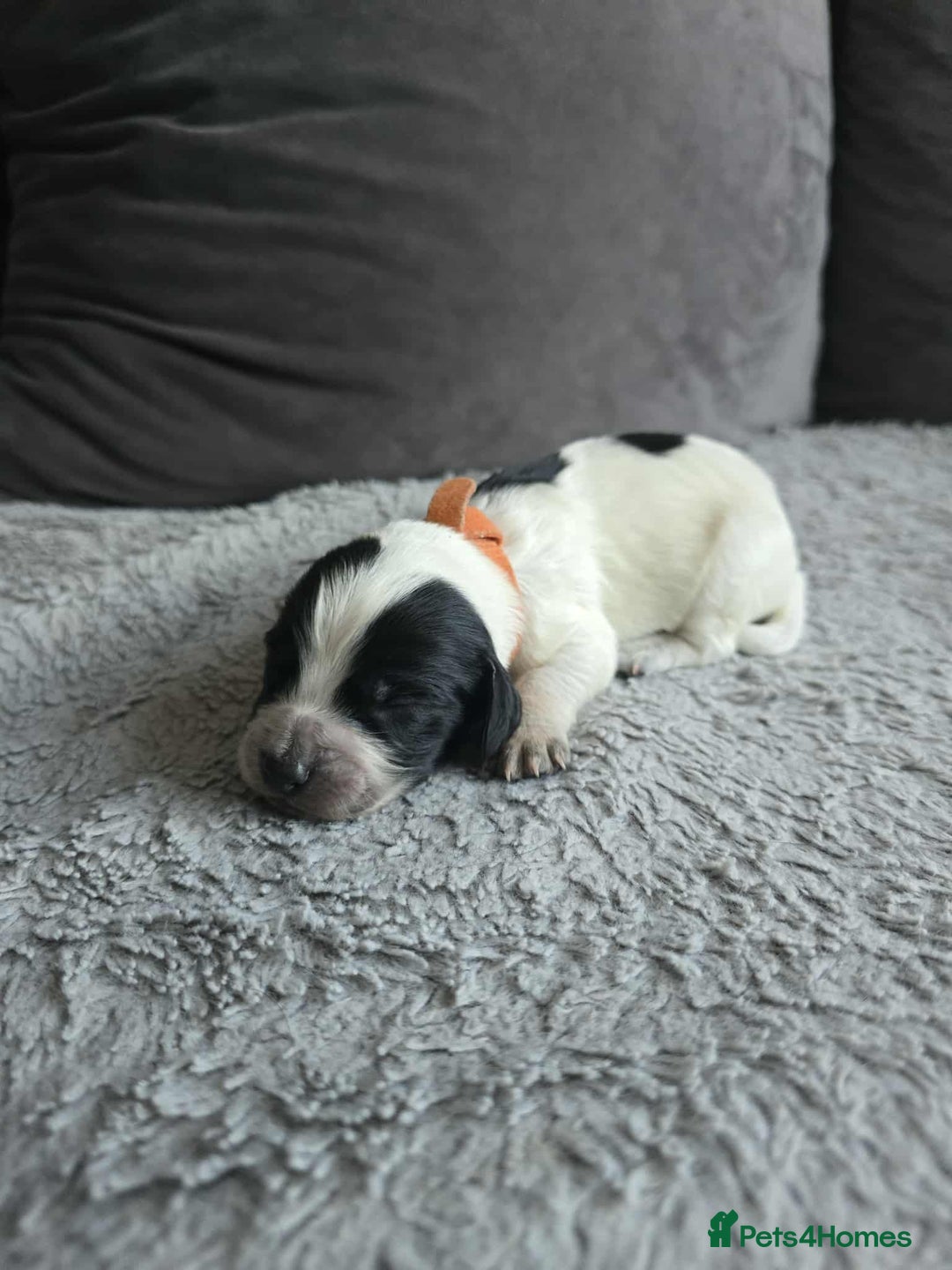 Sprocker dogs for sale: Sprocker Spaniel Puppies  - Image 8