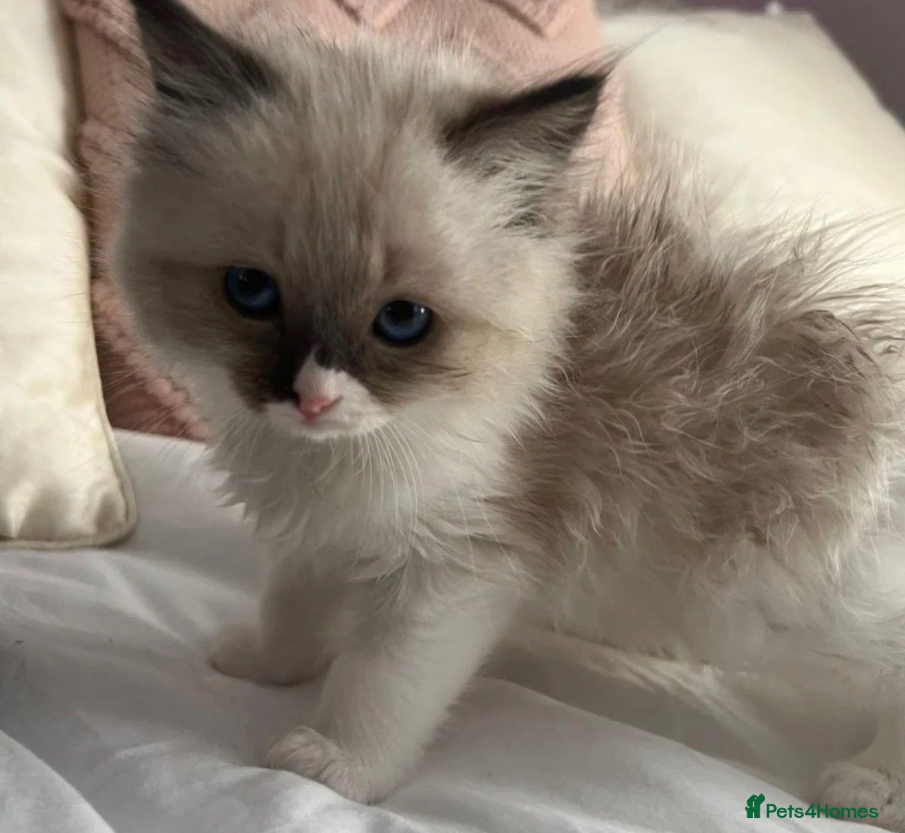 Ragdoll cats Purebred Ragdoll Kittens  - Advert 2