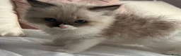 Ragdoll cats for sale: Purebred Ragdoll Kittens  - Advert 2