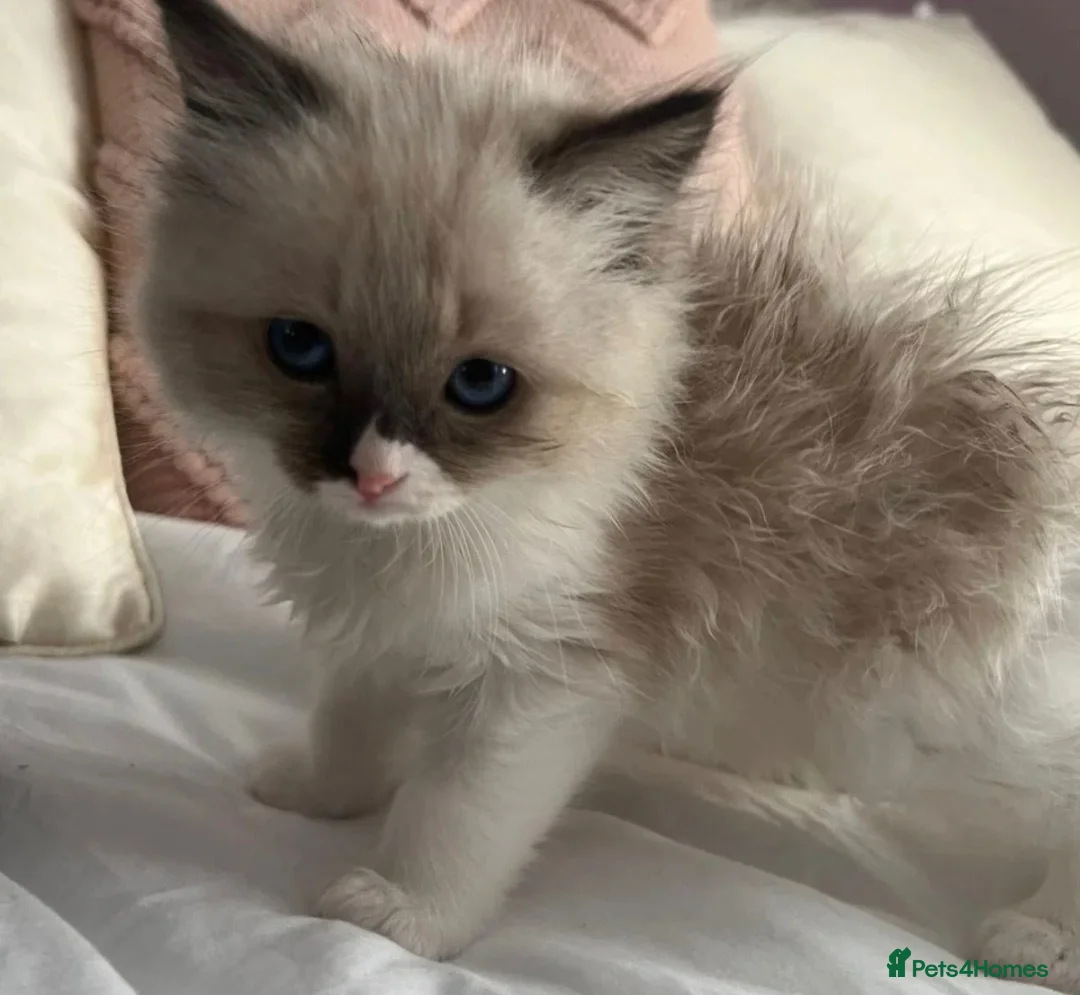 Ragdoll cats for sale: Purebred Ragdoll Kittens  - Advert 2