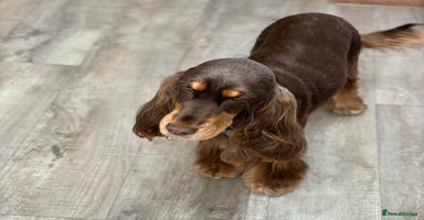 Cocker Spaniel dogs - Advert 11