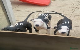 Lurcher dogs for sale:  Beautiful lurcher puppies - Image 5