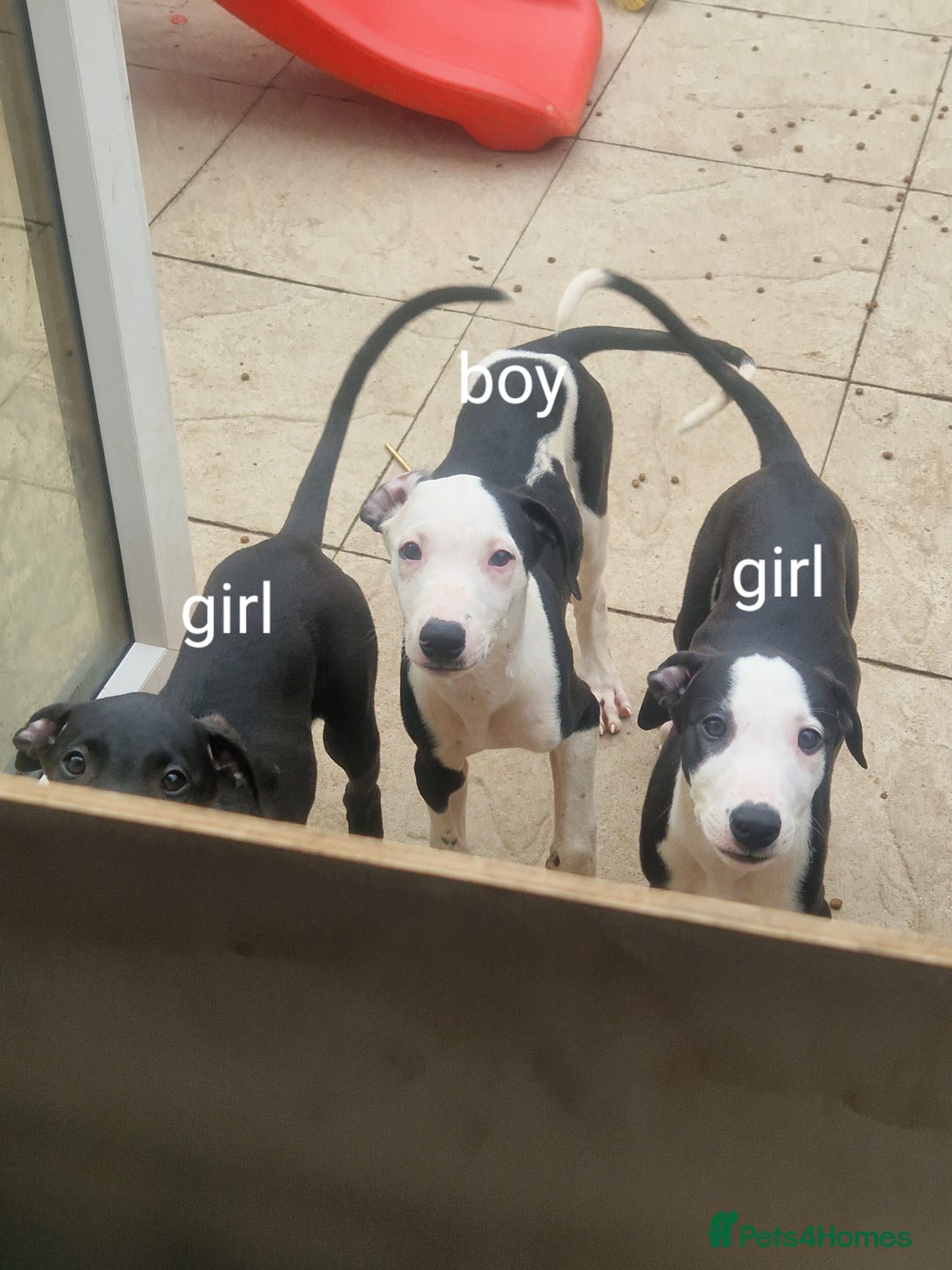 Lurcher dogs for sale:  Beautiful lurcher puppies - Image 5