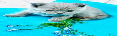Scottish Fold Kitten 1 blue collar