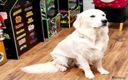 Golden Retriever dogs for sale: Golden retriever chunky pups  - Image 16