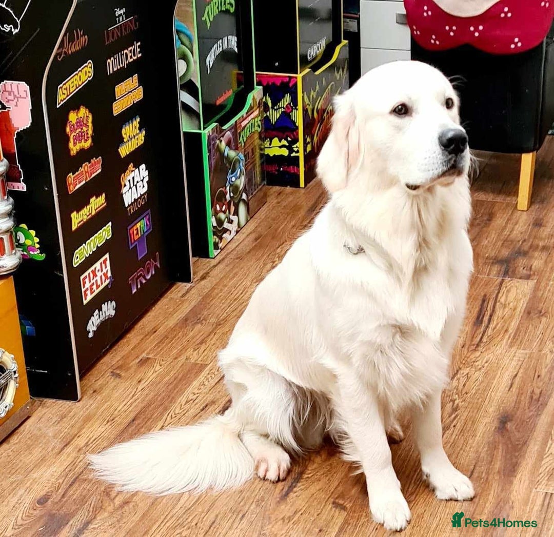 Golden Retriever dogs for sale: Golden retriever chunky pups  - Image 16