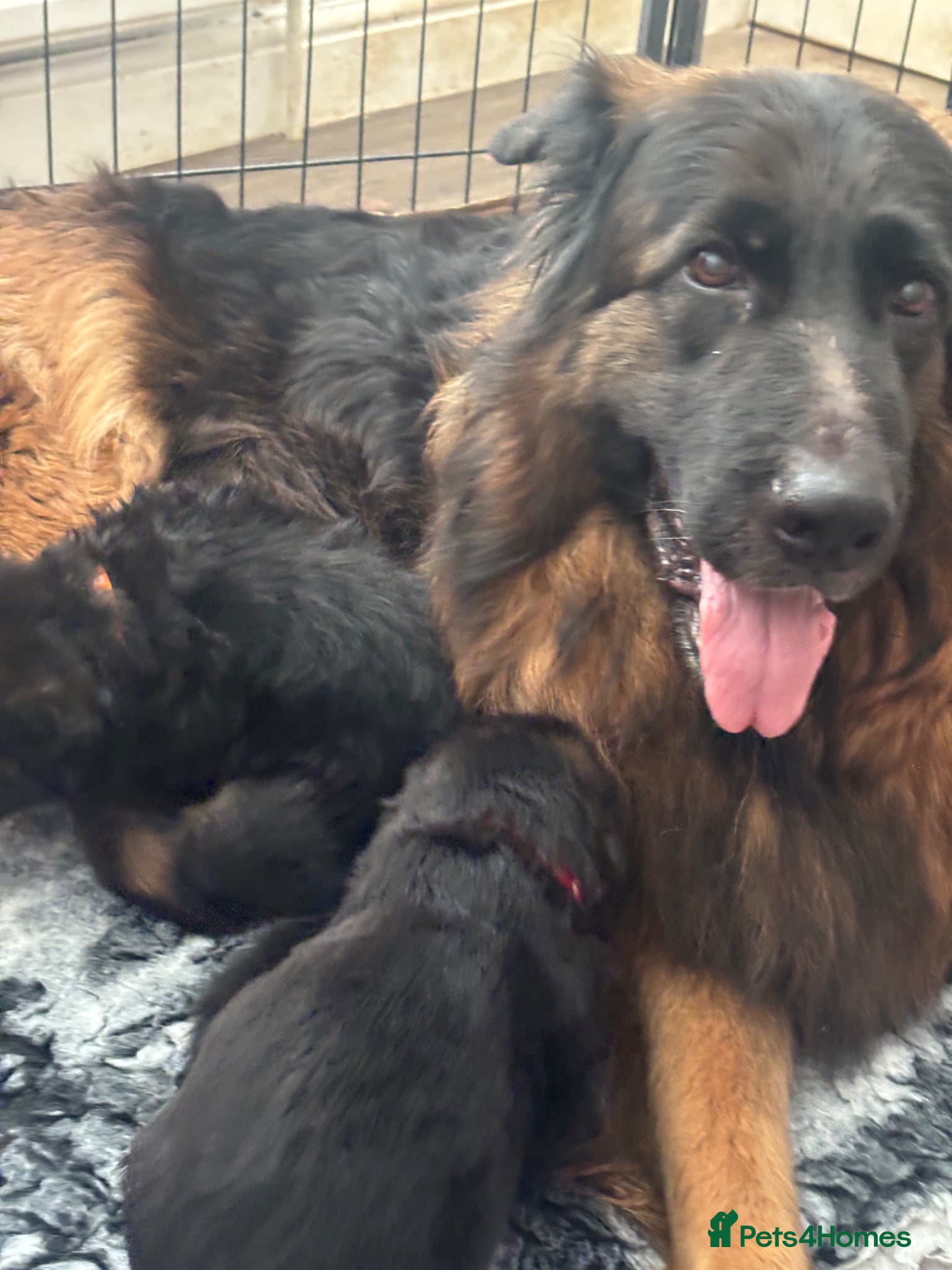 German Shepherd dogs Big,beautiful,wolf eyes puppies  - Advert 2