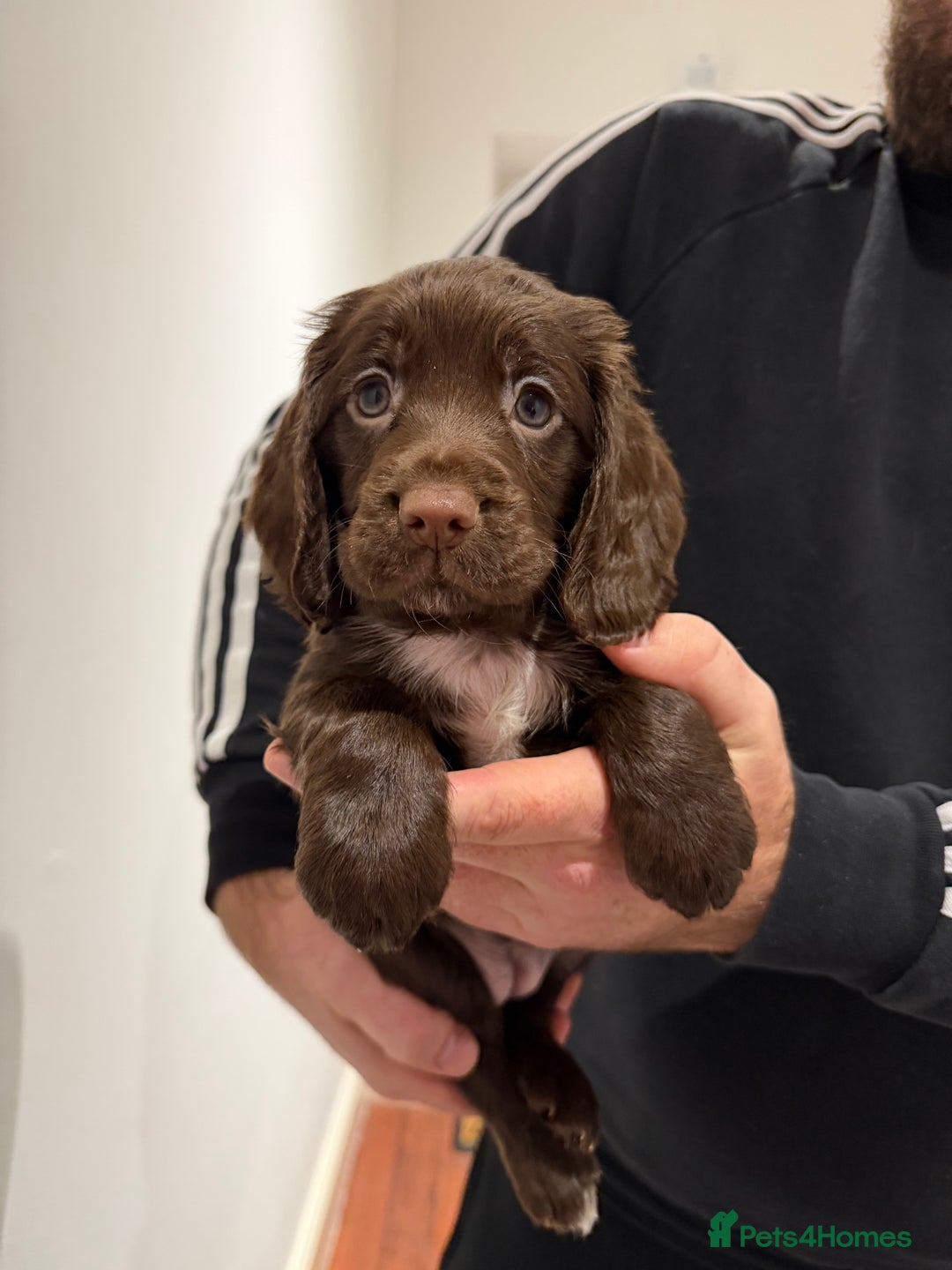 Cocker Spaniel dogs for sale: KC Registered Working Cocker Spaniels  - Advert 27