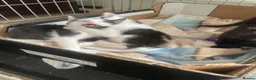 Mixed Breed cats for sale: Cheeky little curtain climbers  - Advert 12