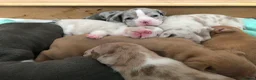 American Bully dogs for sale: Lilac Merle Pocket Bully bitches available  - Advert 10