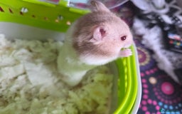 Hamster rodents for sale: Mixes Hamster Syrian in Thornton Heath - Image 11
