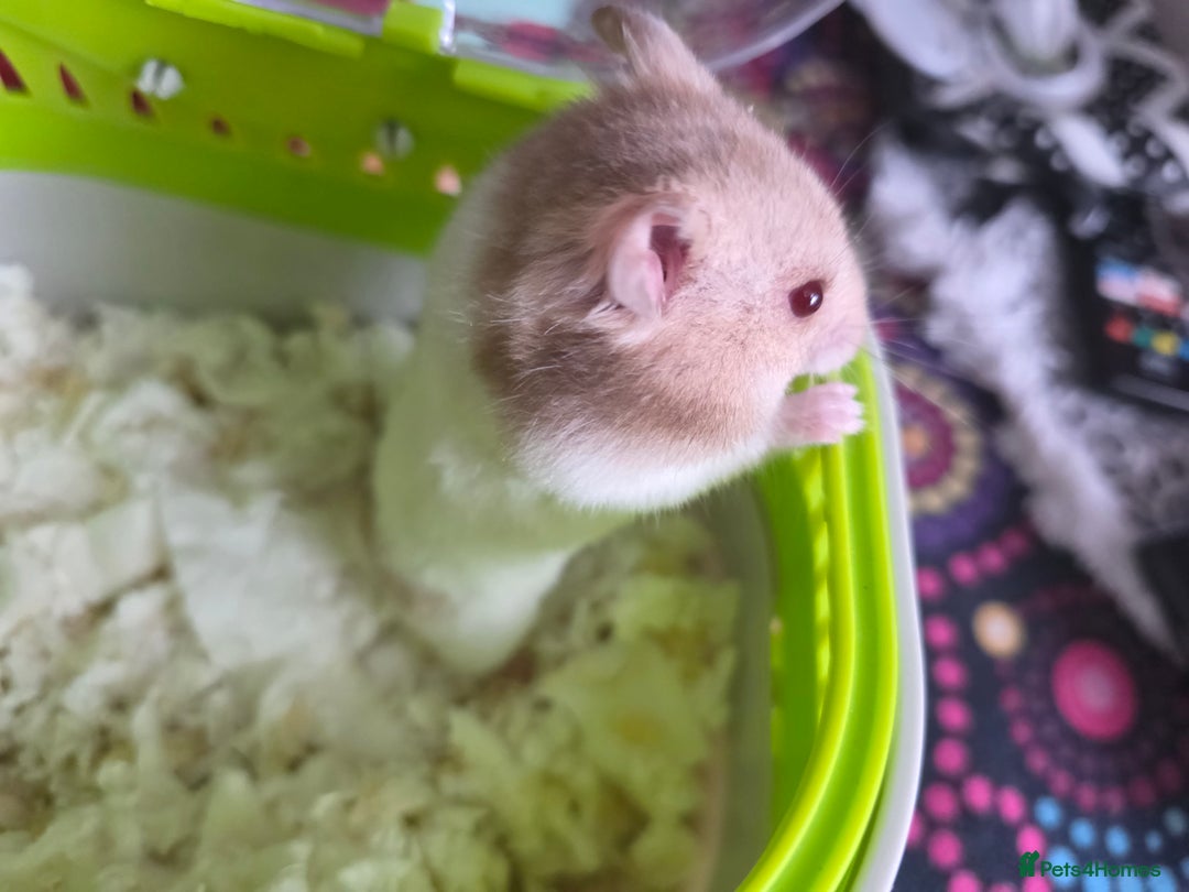 Hamster rodents for sale: Mixes Hamster Syrian in Thornton Heath - Image 11