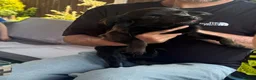 Chihuahua dogs for sale: Chihuahua  in Nottingham - Advert 3