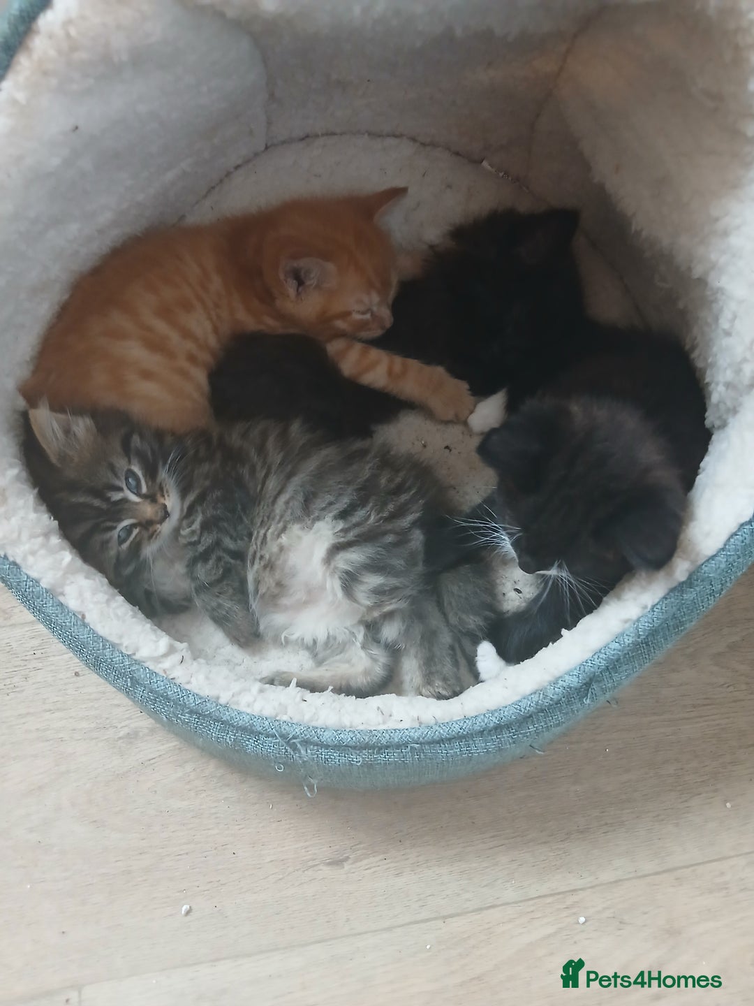 Mixed Breed cats for sale: Beautifully fluffy kittens - Image 5