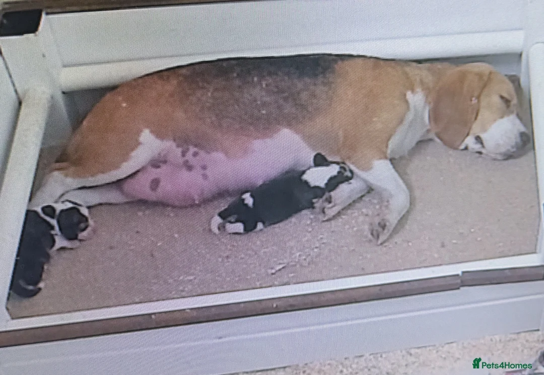 Beagle dogs for sale: Meet Chester  - Advert 2