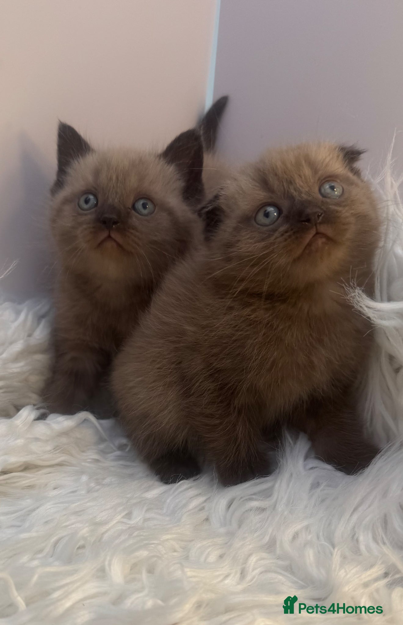 Mixed Breed cats lovely kittens ready to go - Advert 1