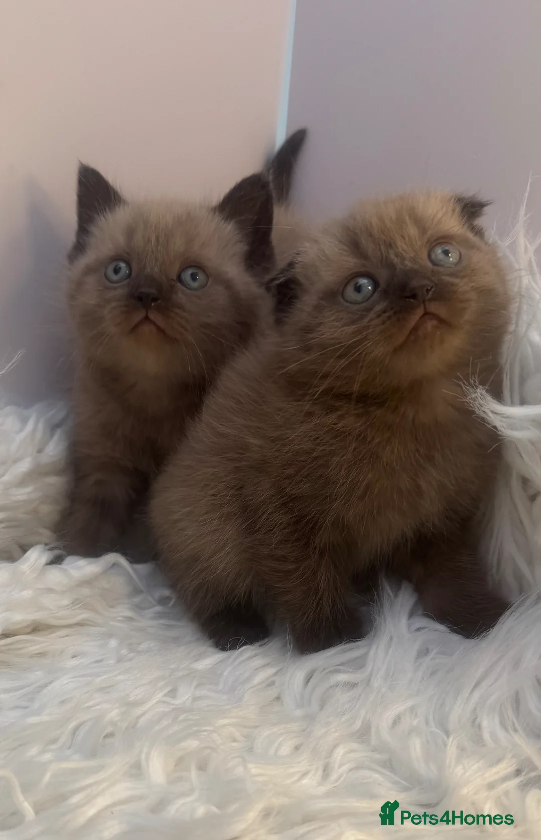Mixed Breed cats for sale: lovely kittens ready to go - Advert 1