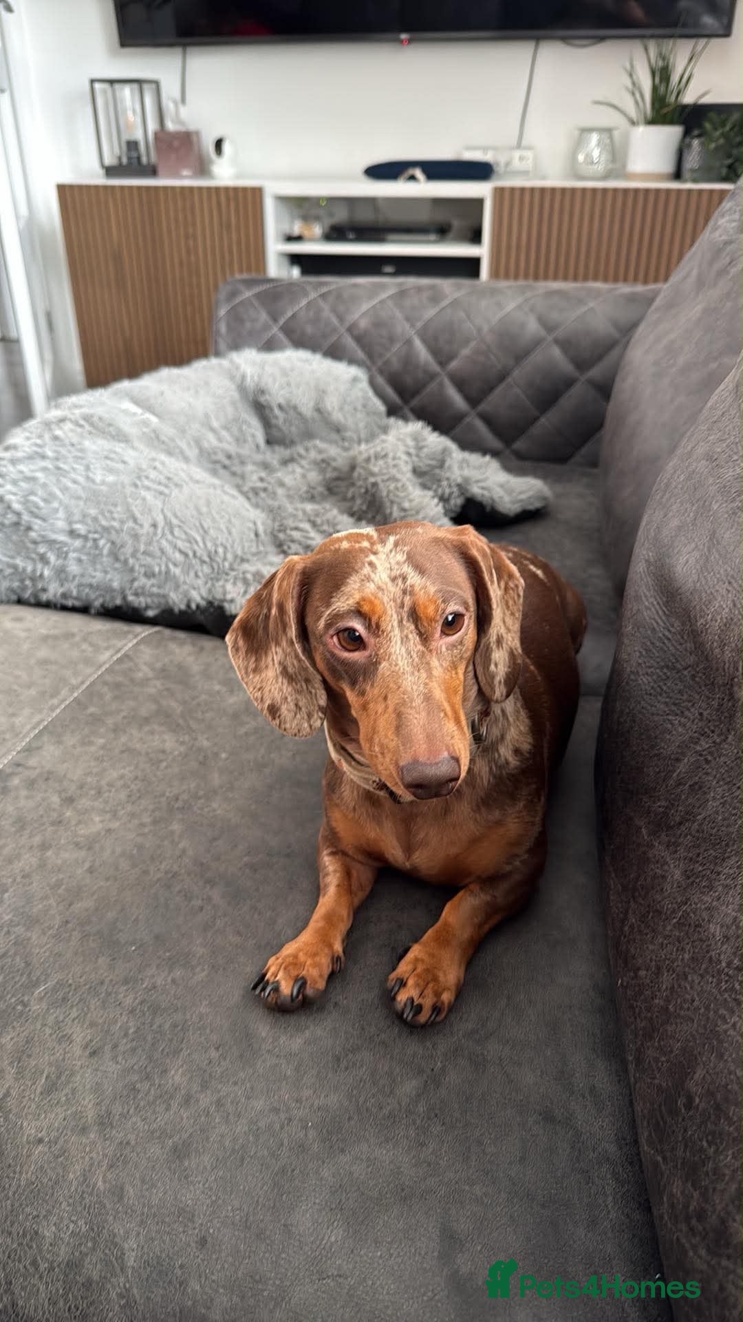 Miniature Dachshund dogs Beautiful dapple 2yr old girl  - Advert 7