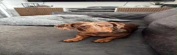 Miniature Dachshund dogs for sale: Beautiful dapple 2yr old girl  in Sheerness - Advert 1