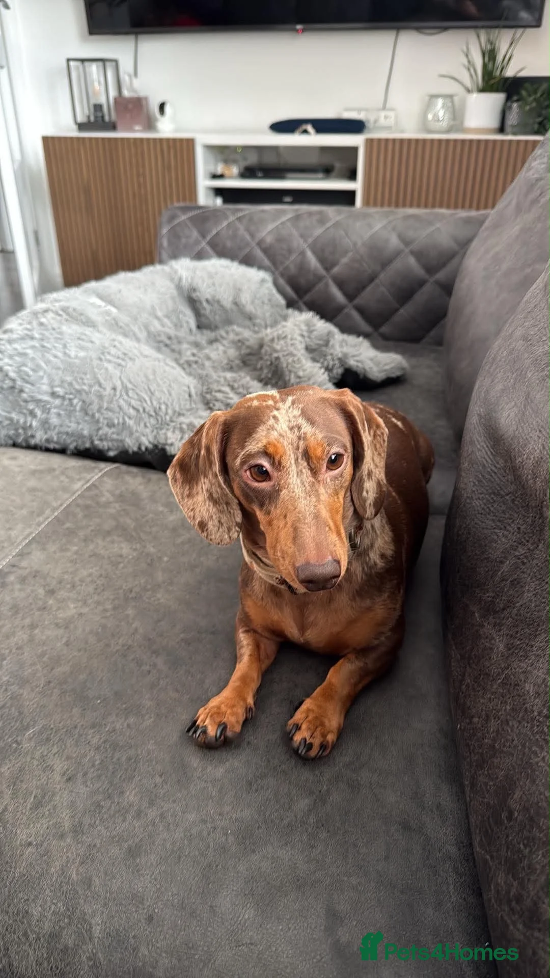 Miniature Dachshund dogs for sale: Beautiful dapple 2yr old girl  in Sheerness - Advert 1