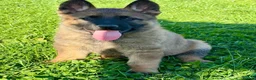 German Shepherd dogs for sale: Working line GSD pups  - Advert 8