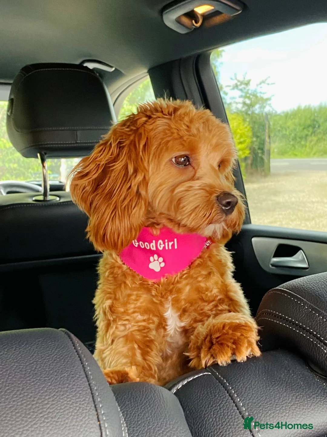 Australian Labradoodle dogs for sale: Aussie Doodle - Australian Labradoodle F1B Puppies in Northampton - Advert 1