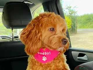 Australian Labradoodle dogs Aussie Doodle - Australian Labradoodle F1B Puppies - Advert 1