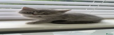 Scottish Fold Kitten 5