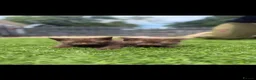 British Shorthair cats for sale: Chocolate British short hair kittens - Advert 3