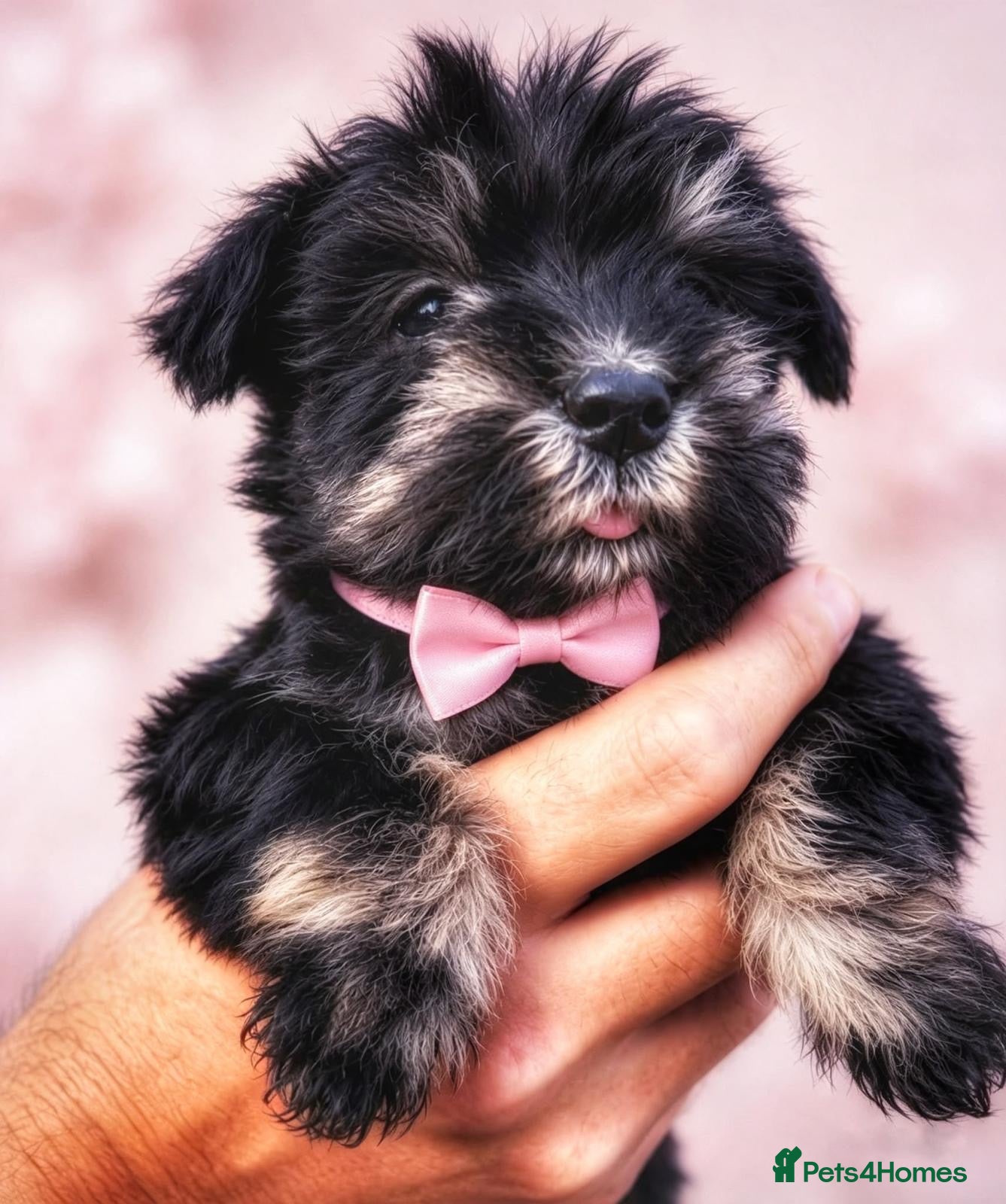 Miniature Schnauzer dogs MINIATURE SCHNAUZER K C REG - Advert 14