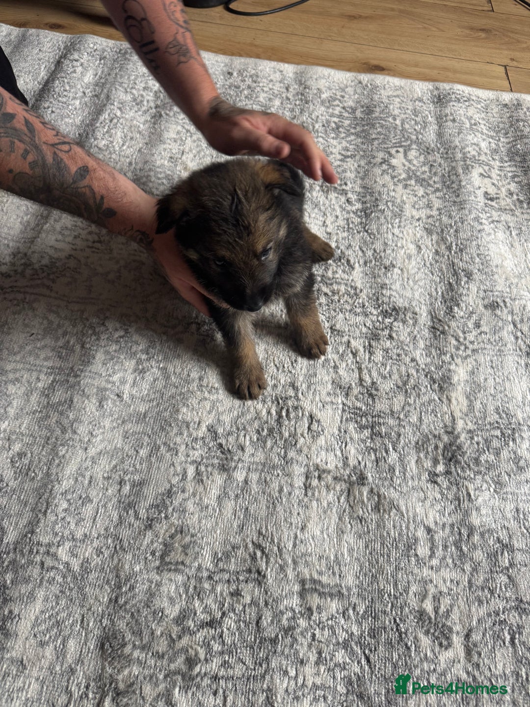 German Shepherd dogs for sale: 3 German shepherd puppies - Image 8