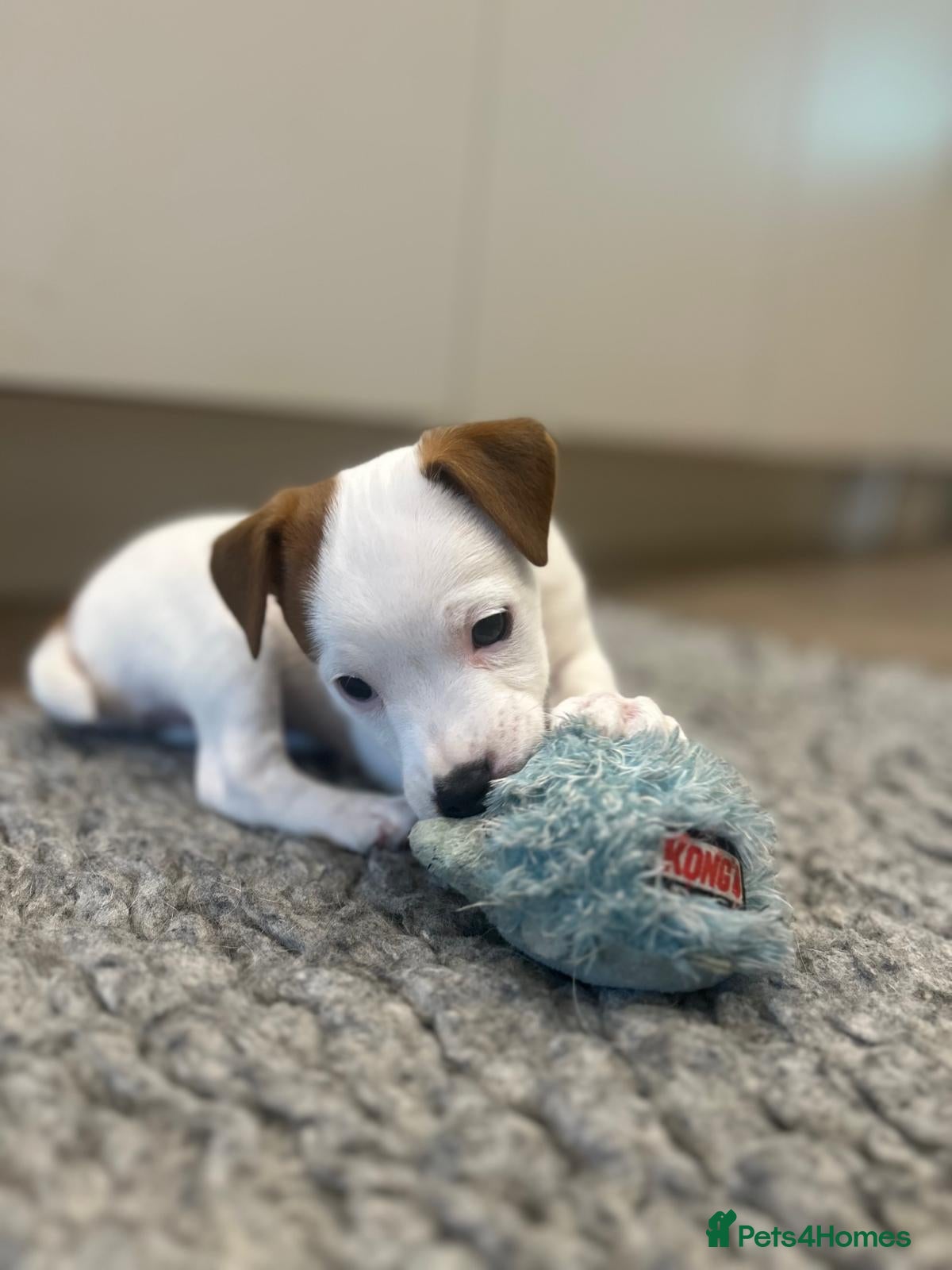 Jack Russell dogs Exquisite litter of Jack Russell Pups 🐾  - Advert 2
