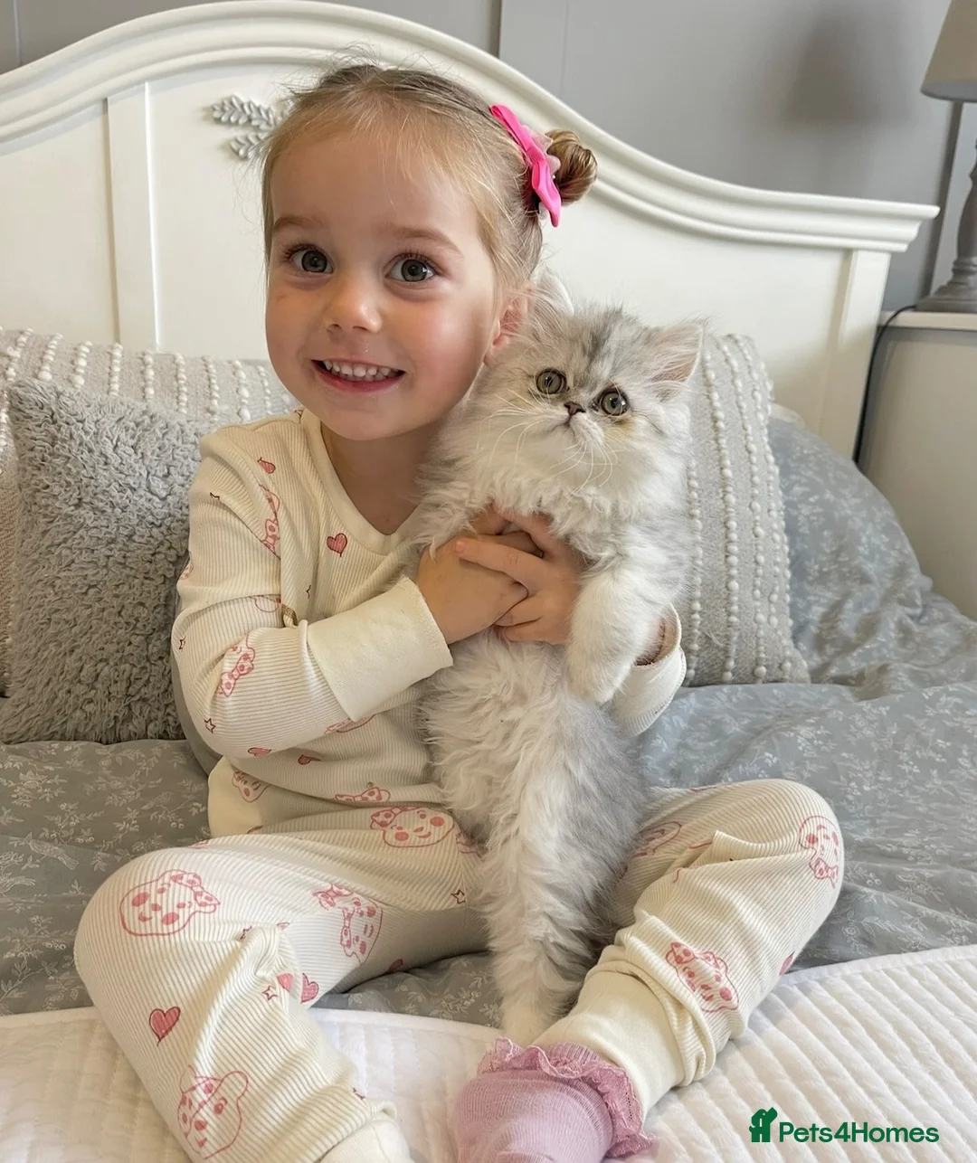 Persian cats for sale: 1/2 Persian kittens  - Advert 9