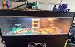 Bearded Dragon reptiles for sale: Bearded dragon - Advert 3