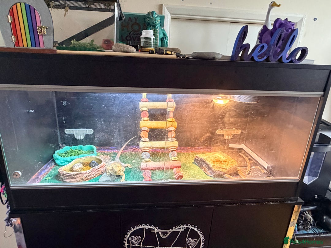 Bearded Dragon reptiles for sale: Bearded dragon - Advert 3