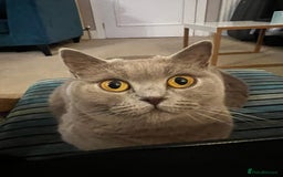 British Shorthair cats for sale: 4 beautiful lilac and blue kittens. - Advert 3