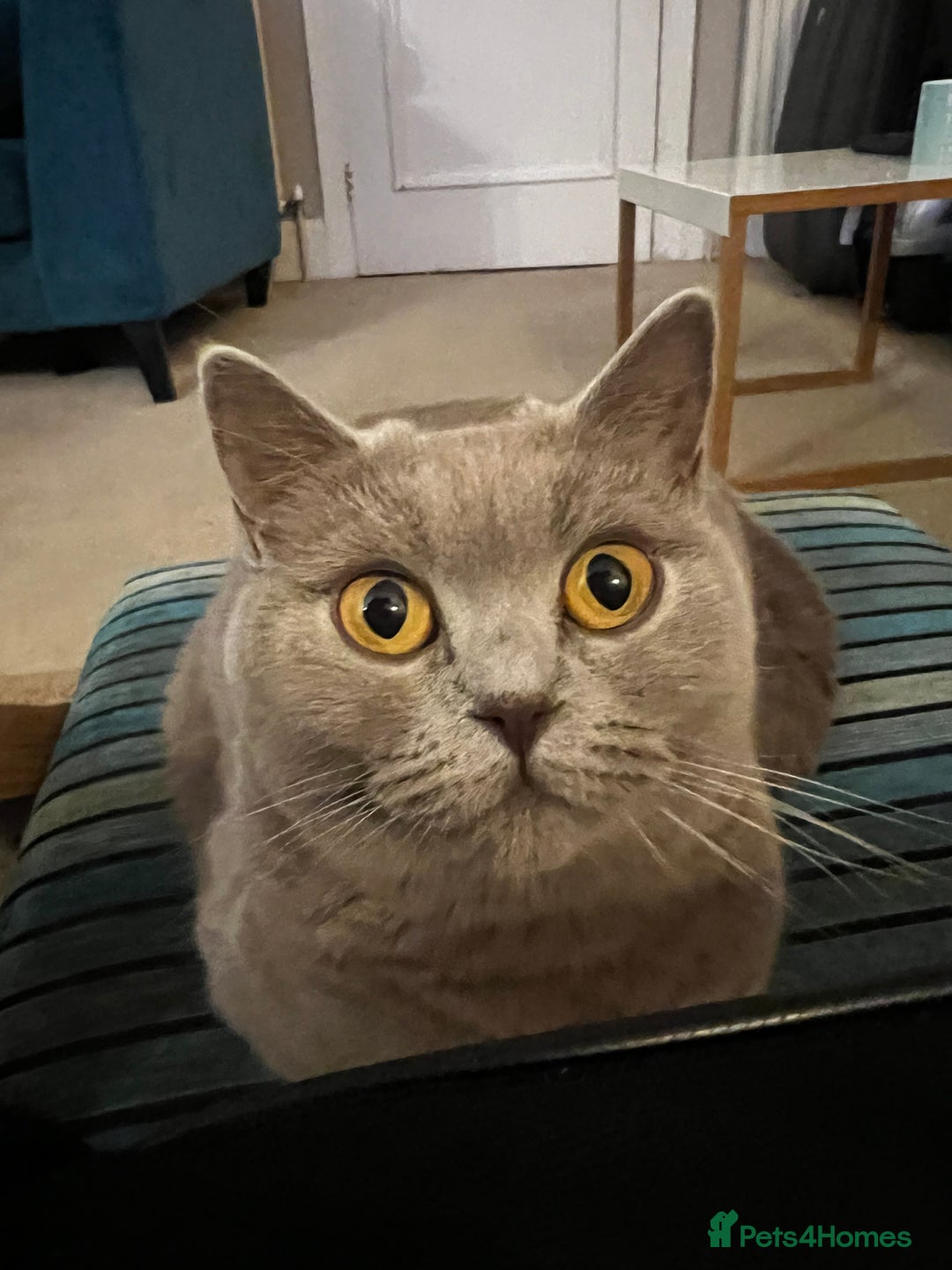 British Shorthair cats for sale: 4 beautiful lilac and blue kittens. - Advert 3