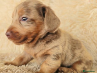 Miniature Dachshund dogs MINI DACHSHUNDS READY 20TH DEC - Advert 5