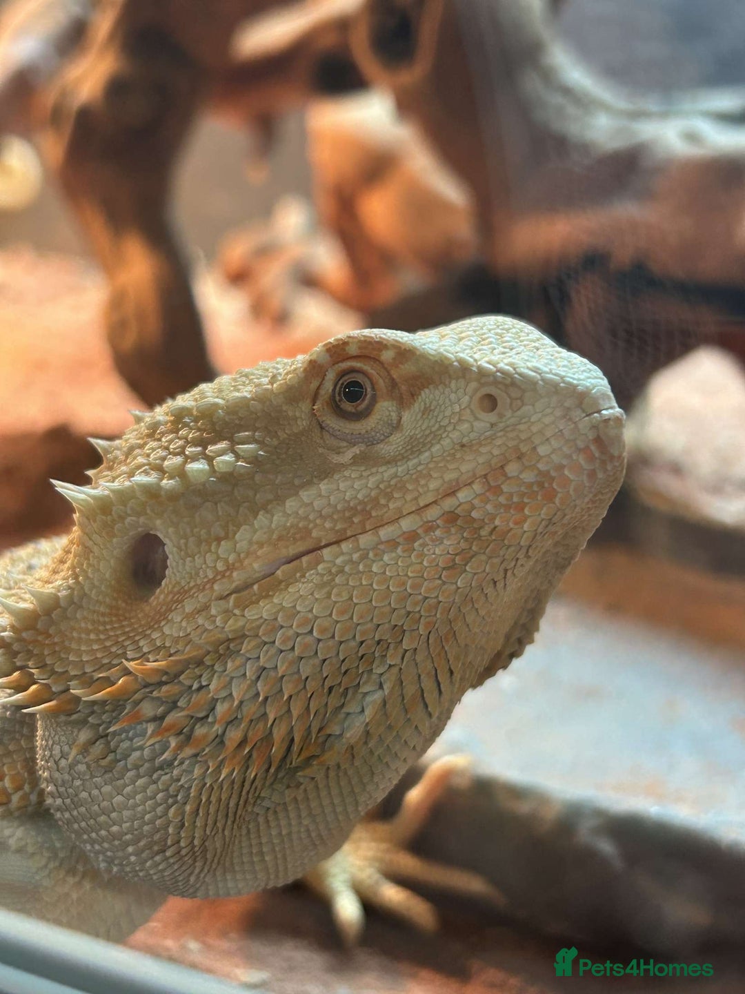 Bearded Dragon reptiles for sale: Bearded dragon and full set up including extras  - Advert 2