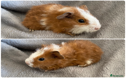 Guinea Pig rodents for sale: 6 handsome boys  - Image 4