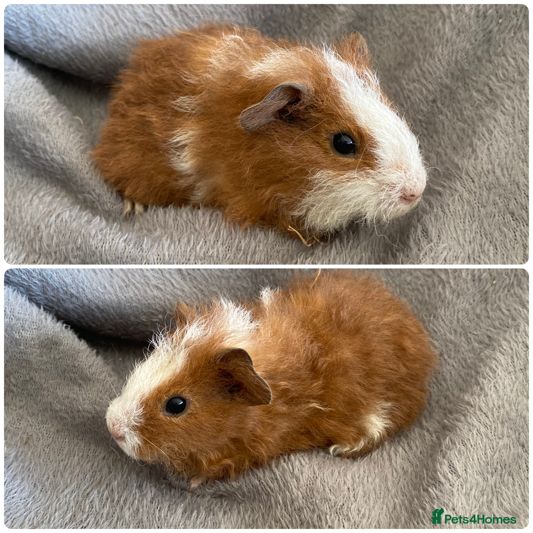 Guinea Pig rodents for sale: 6 handsome boys  - Image 4