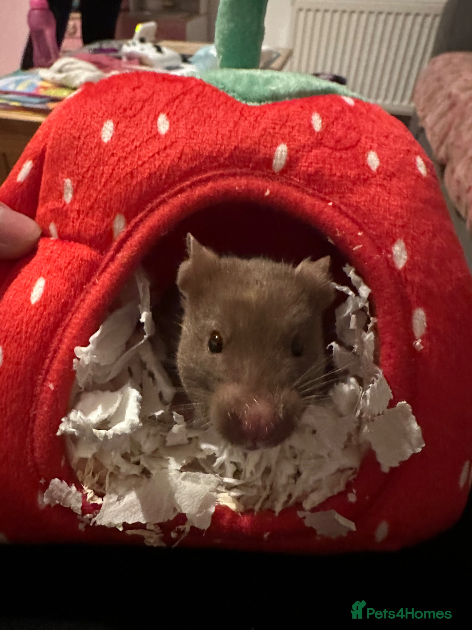 Hamster rodents Syrian hamster brown  - Advert 3