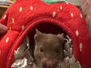 Hamster rodents Syrian hamster brown - Advert 3