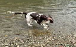 English Springer Spaniel dogs for stud: English springer spaniel to stud. - Image 3
