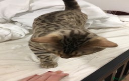 Bengal cats for sale: Now taking deposits for December and February  - Image 1