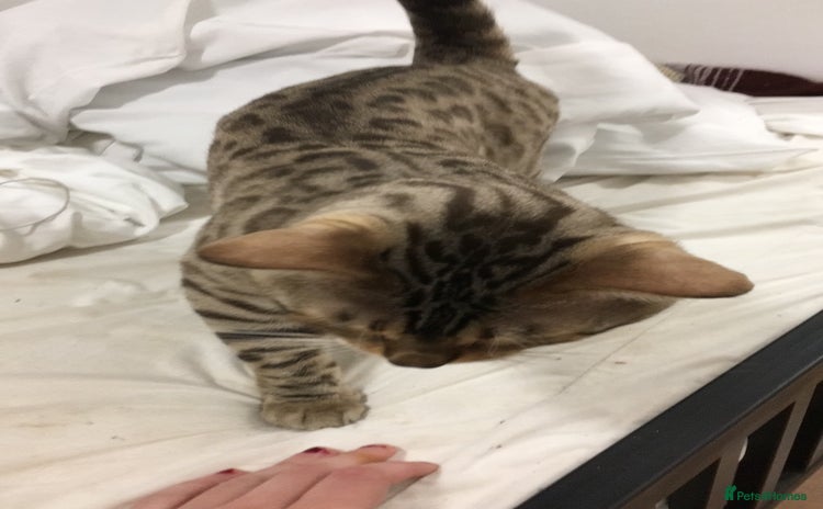 Bengal cats - Advert 13