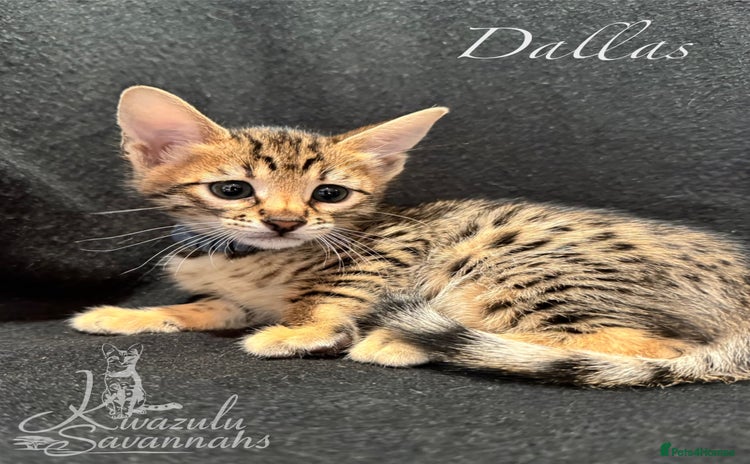Savannah cats - Advert 1