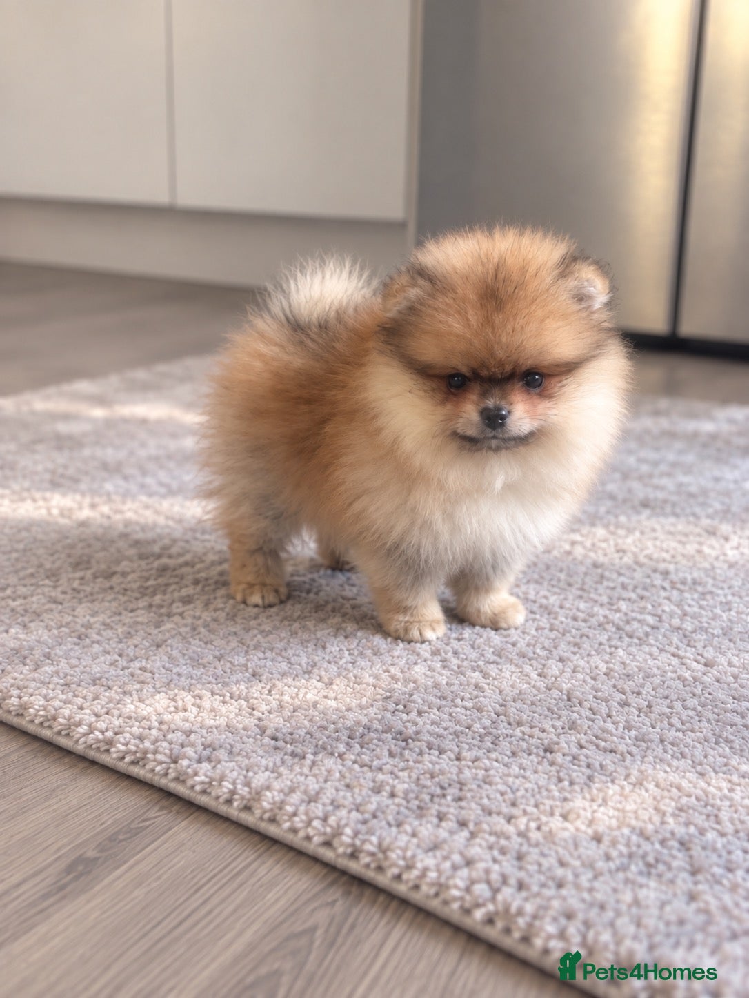 Pomeranian dogs Outstanding Orange Quality Teddy Bears 🧸  - Advert 2