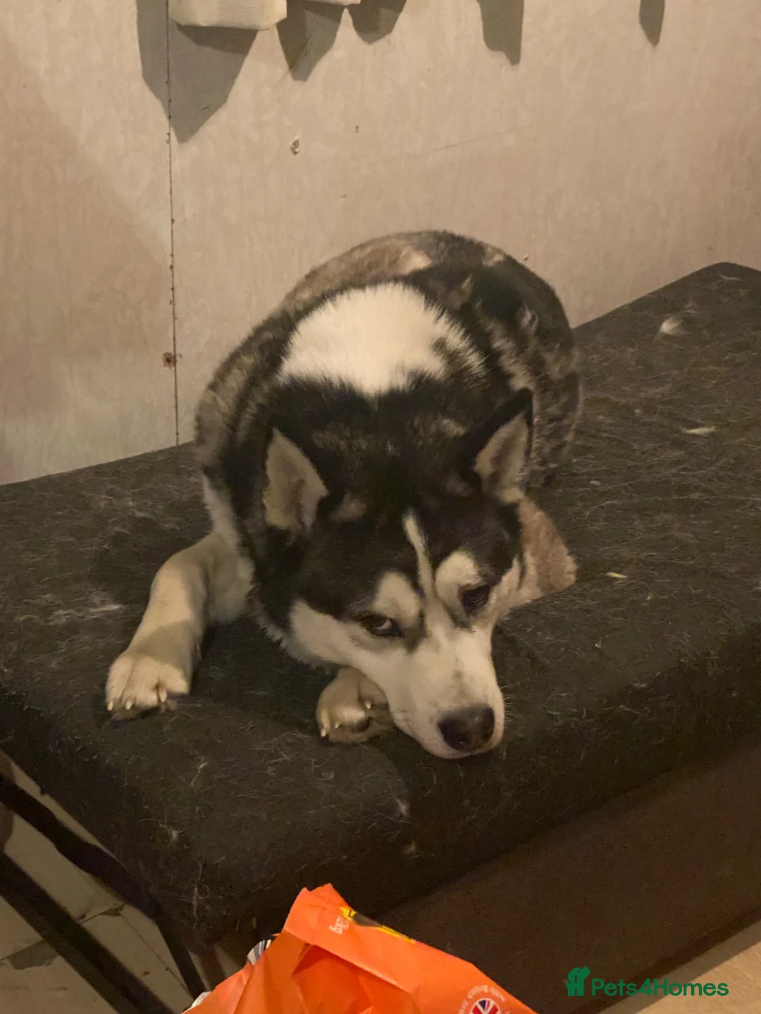 Siberian Husky dogs for stud: Boss man for stud Amazing husky best yet - Advert 2